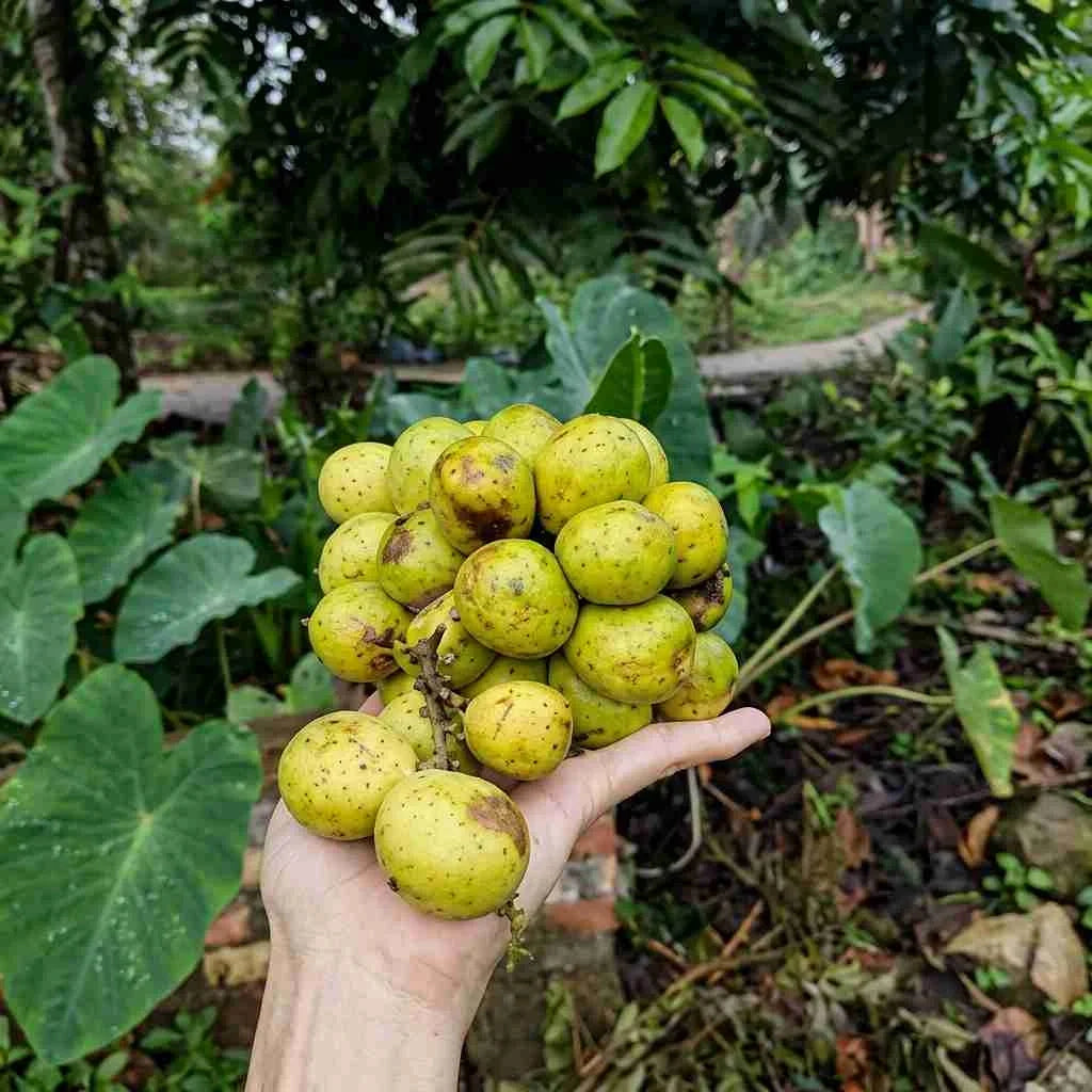 Yellow Mootty Fruit seedling live fruit plant in nursery pot with healthy green foliage | Rare tropical fruit plant | Keraleaf