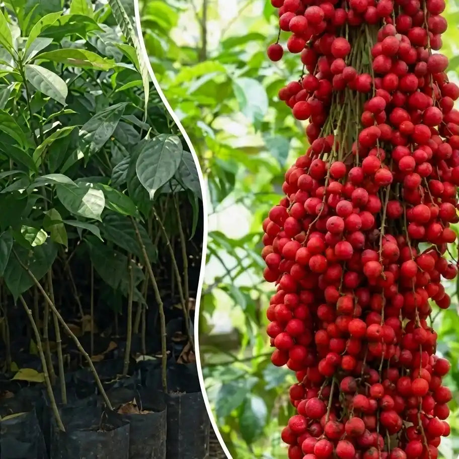 Red Mootty Fruit seedling live fruit plant in nursery pot with healthy green foliage | Rare tropical fruit plant | Keraleaf