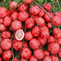 Red Mootty Fruit seedling live fruit plant in nursery pot with healthy green foliage | Rare tropical fruit plant | Keraleaf