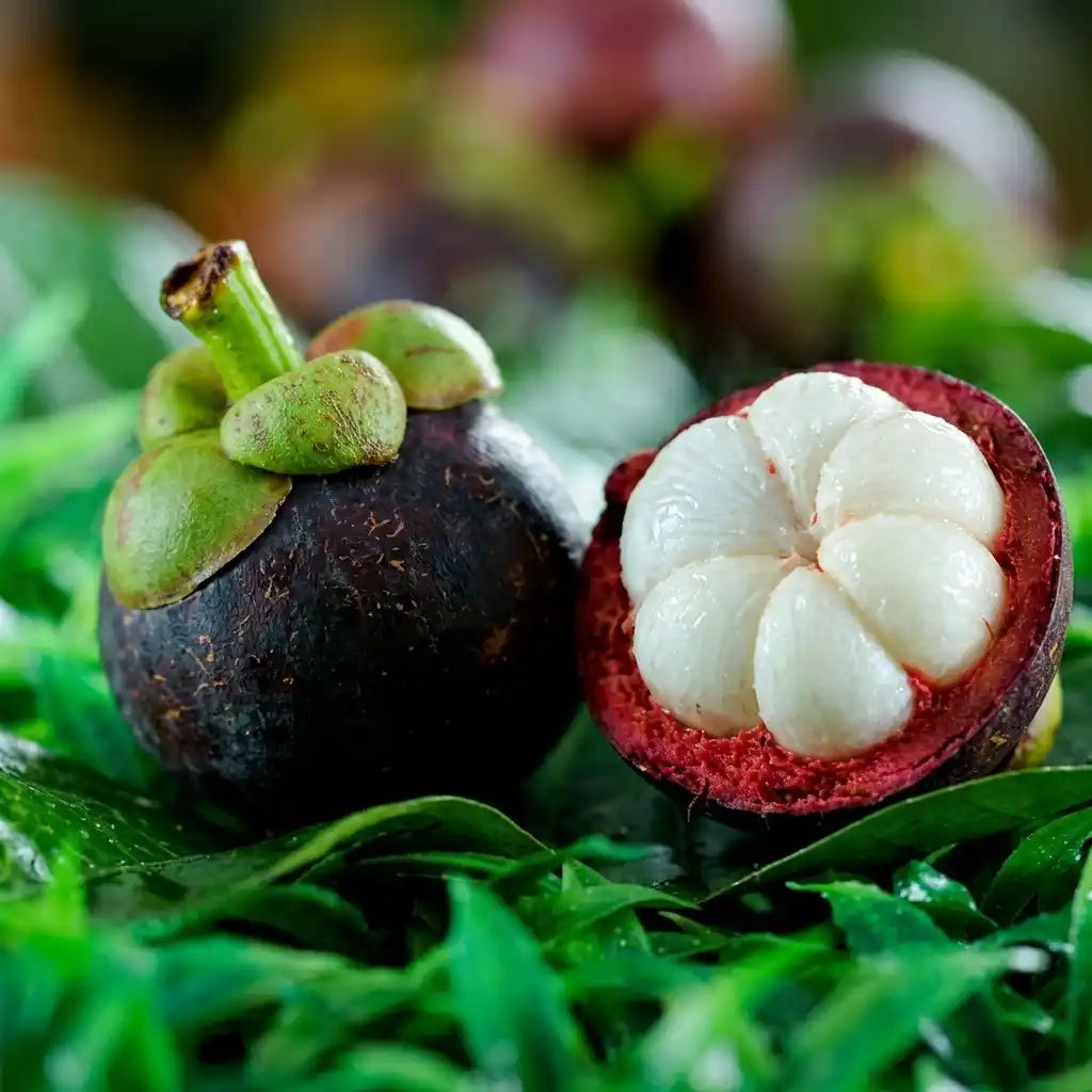 Mangosteen seedling live fruit plant in nursery pot with healthy green foliage | Premium tropical fruit plant | Keraleaf