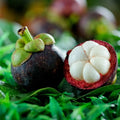 Mangosteen seedling live fruit plant in nursery pot with healthy green foliage | Premium tropical fruit plant | Keraleaf