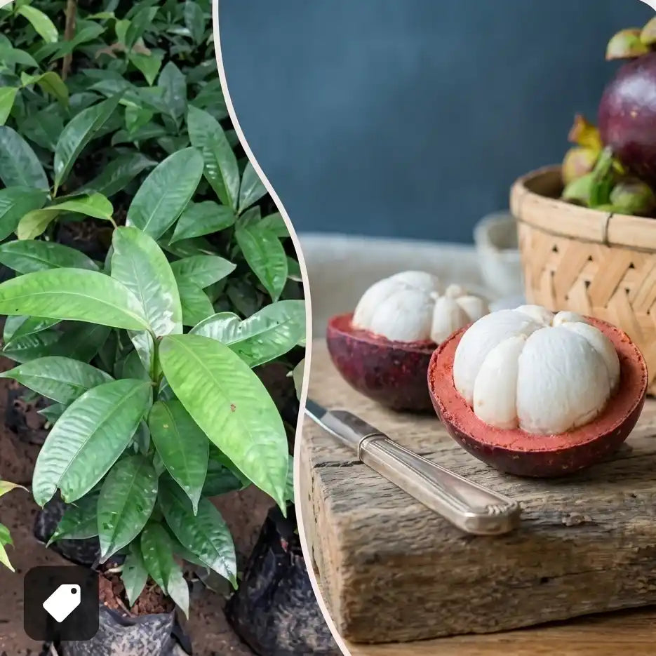 Mangosteen seedling live fruit plant in nursery pot with healthy green foliage | Premium tropical fruit plant | Keraleaf