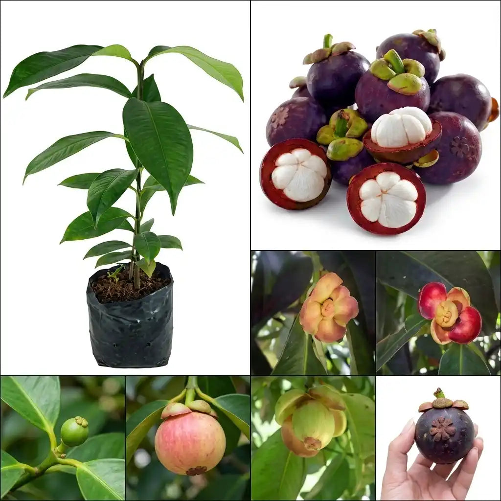 Mesta Early Fruiting Mangosteen seedling live fruit plant in nursery pot with healthy green foliage | Premium tropical fruit plant | Keralea