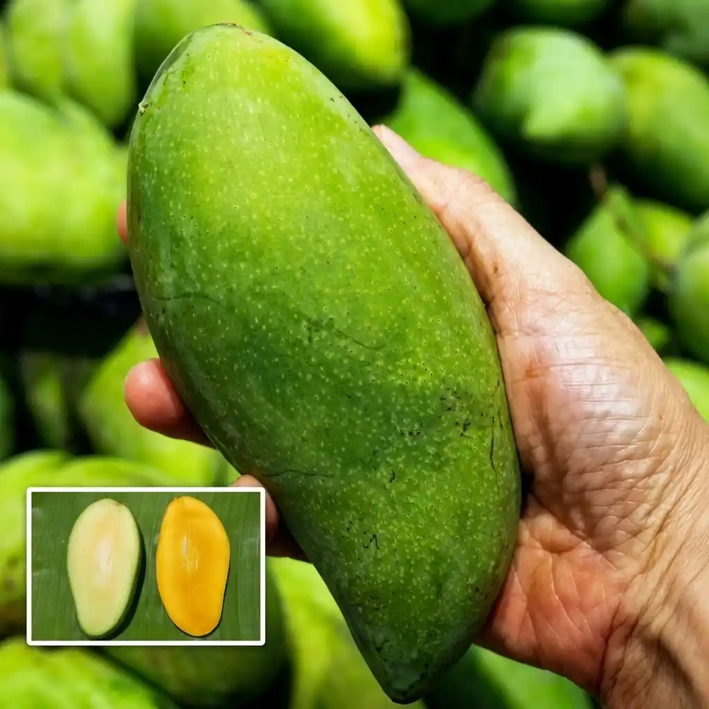 Thailand Sweet Prince Mango grafted live fruit plant in nursery pot with healthy green foliage | Premium exotic mango plant | Keraleaf
