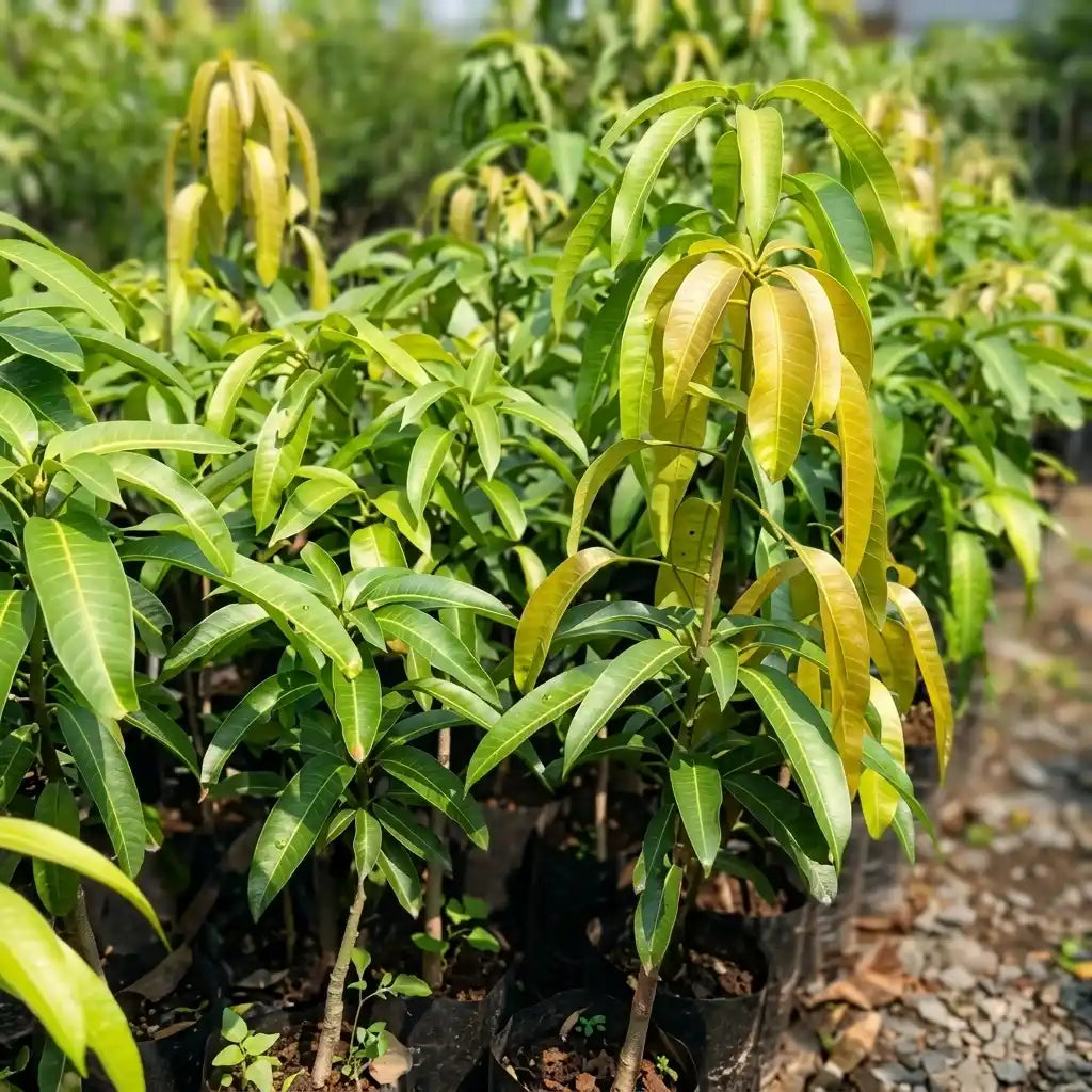 Thailand Sweet Prince Mango grafted live fruit plant in nursery pot with healthy green foliage | Premium exotic mango plant | Keraleaf