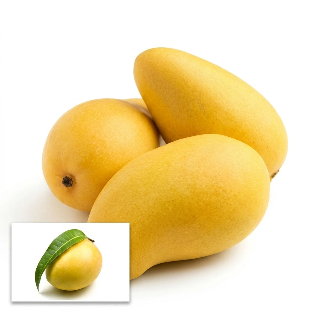 Thailand Super Queen Mango grafted live fruit plant in nursery pot with healthy green foliage | Premium exotic mango plant | Keraleaf