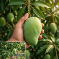 Thailand Super King Mango grafted live fruit plant in nursery pot with healthy green foliage | Premium exotic mango plant | Keraleaf