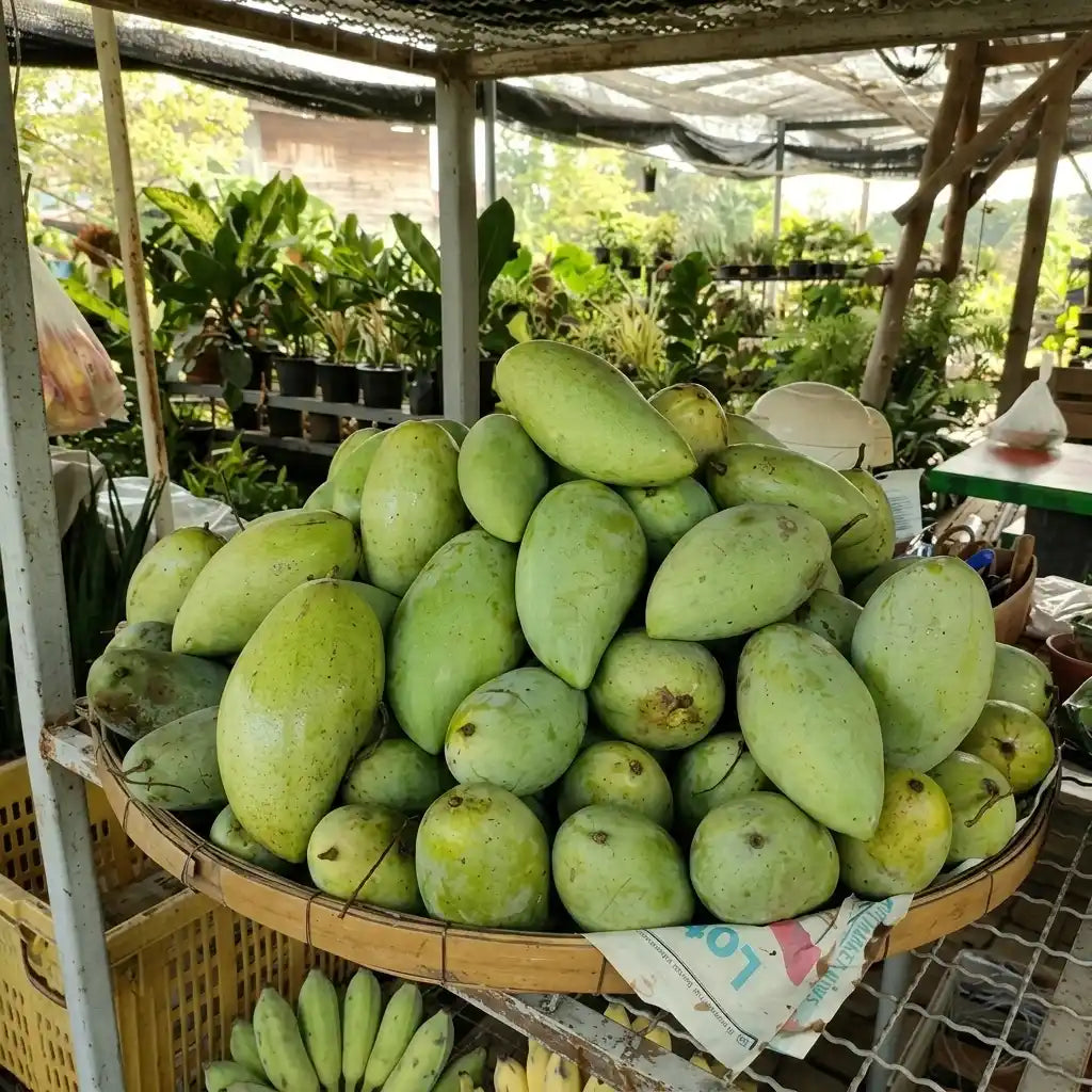 Thailand Super King Mango grafted live fruit plant in nursery pot with healthy green foliage | Premium exotic mango plant | Keraleaf