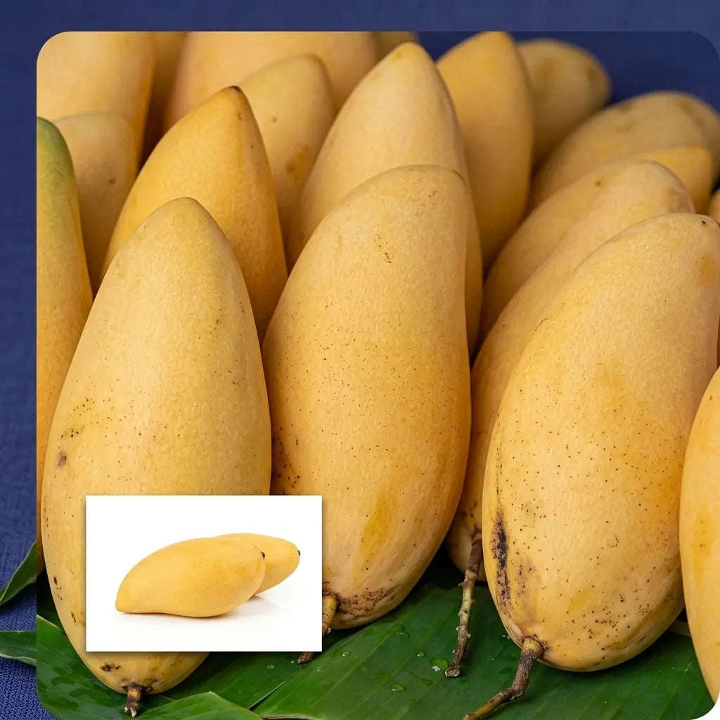 Thailand Koew Samrod Mango grafted live fruit plant in nursery pot with healthy green foliage | Premium exotic mango plant | Keraleaf