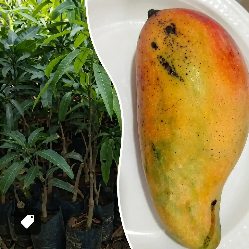 Alphonso Mango grafted live fruit plant in nursery pot with healthy green foliage | Premium Indian mango plant | Keraleaf
