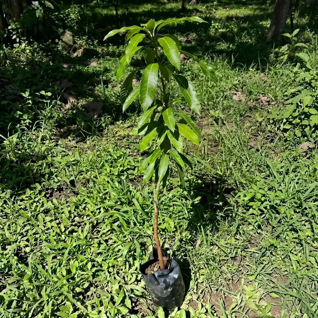 Thailand High Scented Mango grafted live fruit plant in nursery pot with healthy green foliage | Premium exotic mango plant | Keraleaf