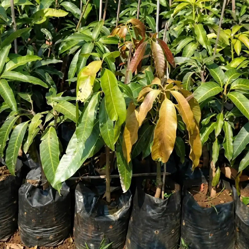 Thailand Giant Dream Mango grafted live fruit plant in nursery pot with healthy green foliage | Premium exotic mango plant | Keraleaf