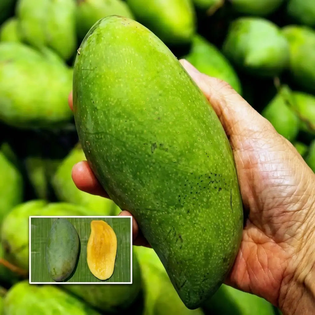 Thailand Giant Dream Mango grafted live fruit plant in nursery pot with healthy green foliage | Premium exotic mango plant | Keraleaf