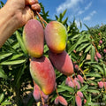 Thailand Chang Deang Mango grafted live fruit plant in nursery pot with healthy green foliage | Premium exotic mango plant | Keraleaf