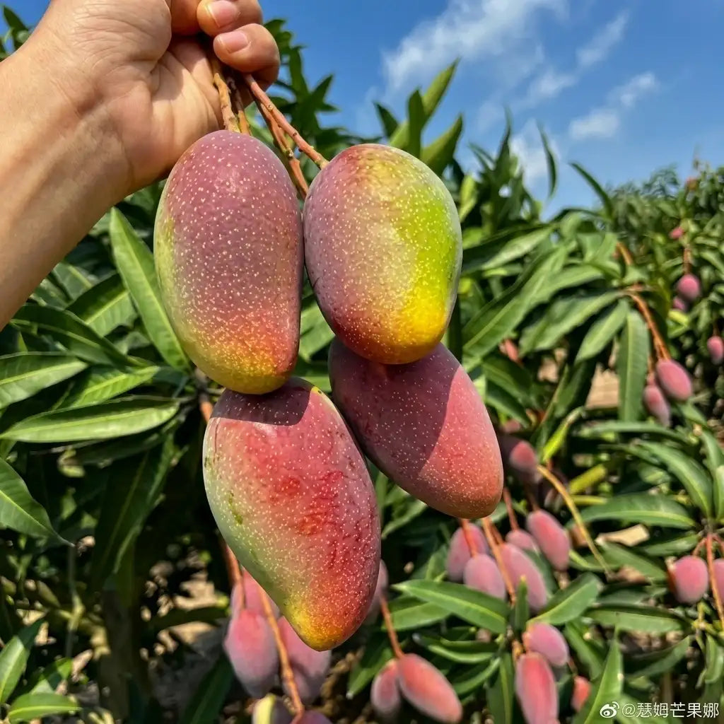 Thailand Chang Deang Mango grafted live fruit plant in nursery pot with healthy green foliage | Premium exotic mango plant | Keraleaf