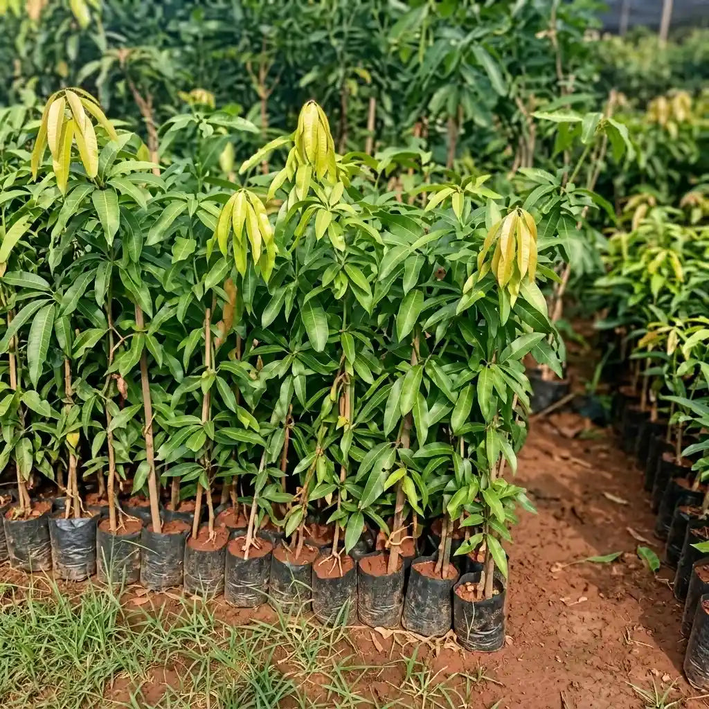 Thailand Chang Deang Mango grafted live fruit plant in nursery pot with healthy green foliage | Premium exotic mango plant | Keraleaf