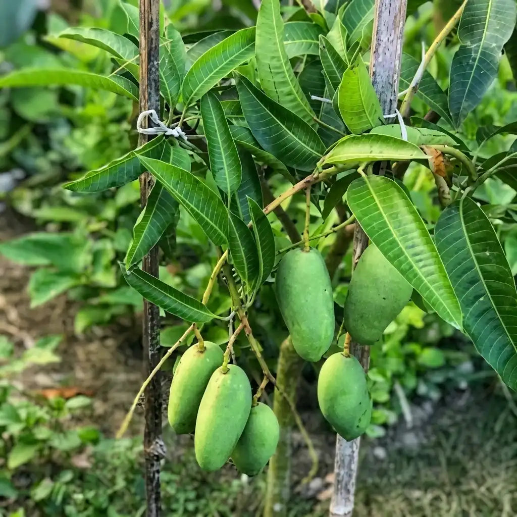Thailand Arama Mango grafted live fruit plant in nursery pot with healthy green foliage | Premium exotic mango plant | Keraleaf