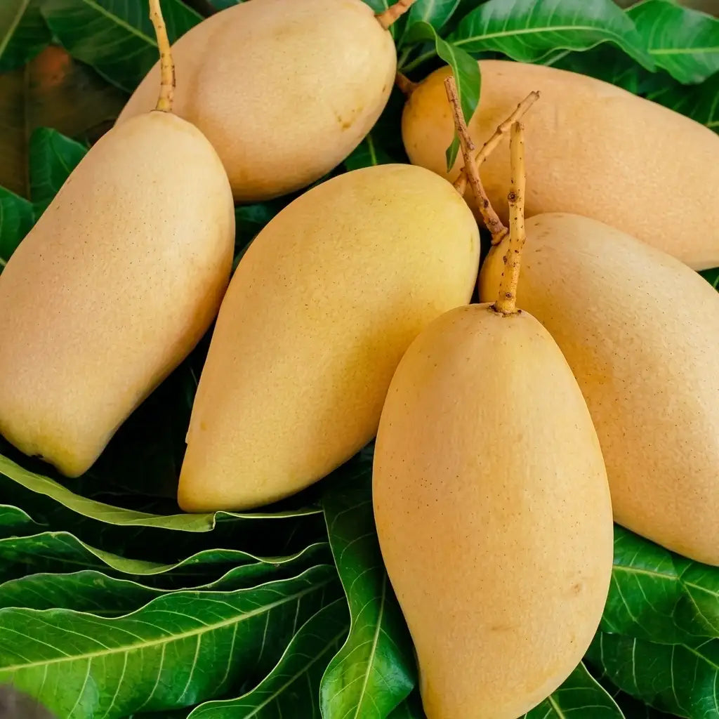Nam Doc Mai Gold Mango grafted live fruit plant in nursery pot with healthy green foliage | Premium Thai mango plant | Keraleaf