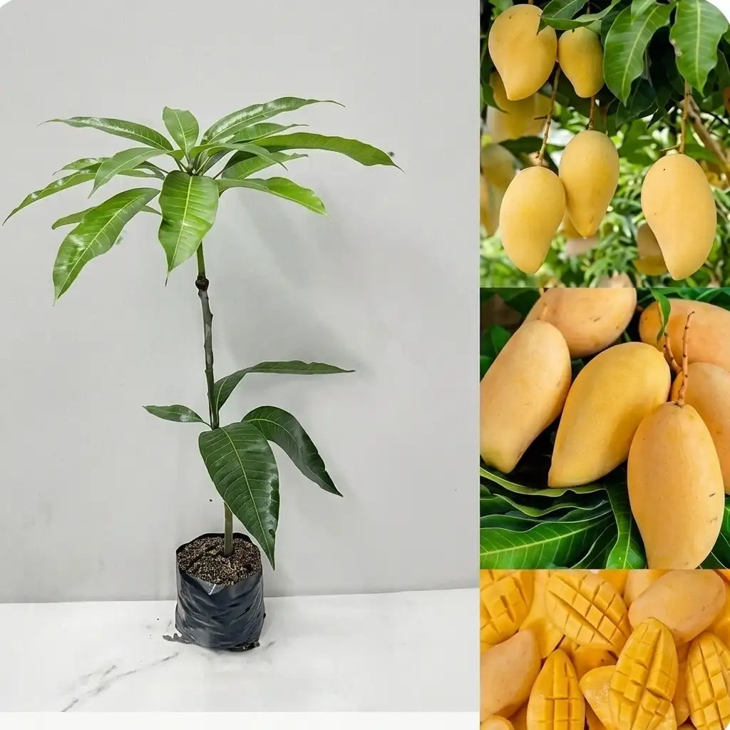 Nam Doc Mai Gold Mango grafted live fruit plant in nursery pot with healthy green foliage | Premium Thai mango plant | Keraleaf