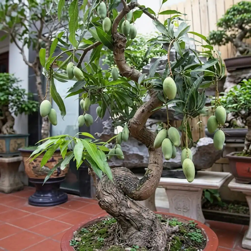 Giant Bonsai Thailand Kullan Mango grafted live fruit plant in nursery pot with healthy green foliage | Premium dwarf mango plant | Keraleaf