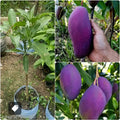 Purple Kasthuri Mango grafted live fruit plant in nursery pot with healthy green foliage | Premium exotic mango plant | Keraleaf
