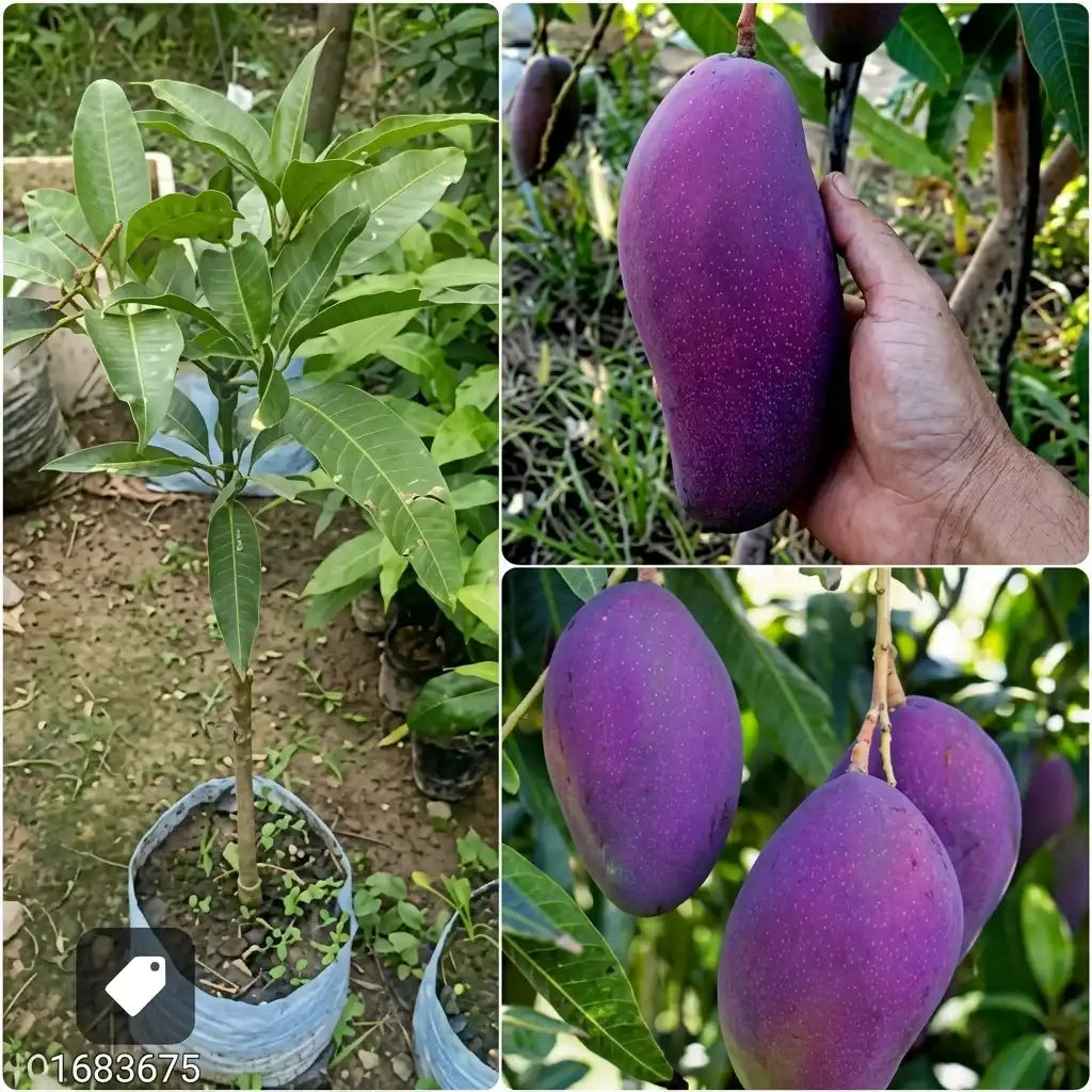 Purple Kasthuri Mango grafted live fruit plant in nursery pot with healthy green foliage | Premium exotic mango plant | Keraleaf