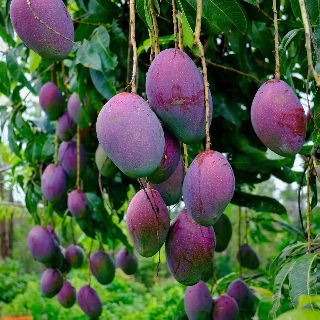 Purple Kasthuri Mango grafted live fruit plant in nursery pot with healthy green foliage | Premium exotic mango plant | Keraleaf