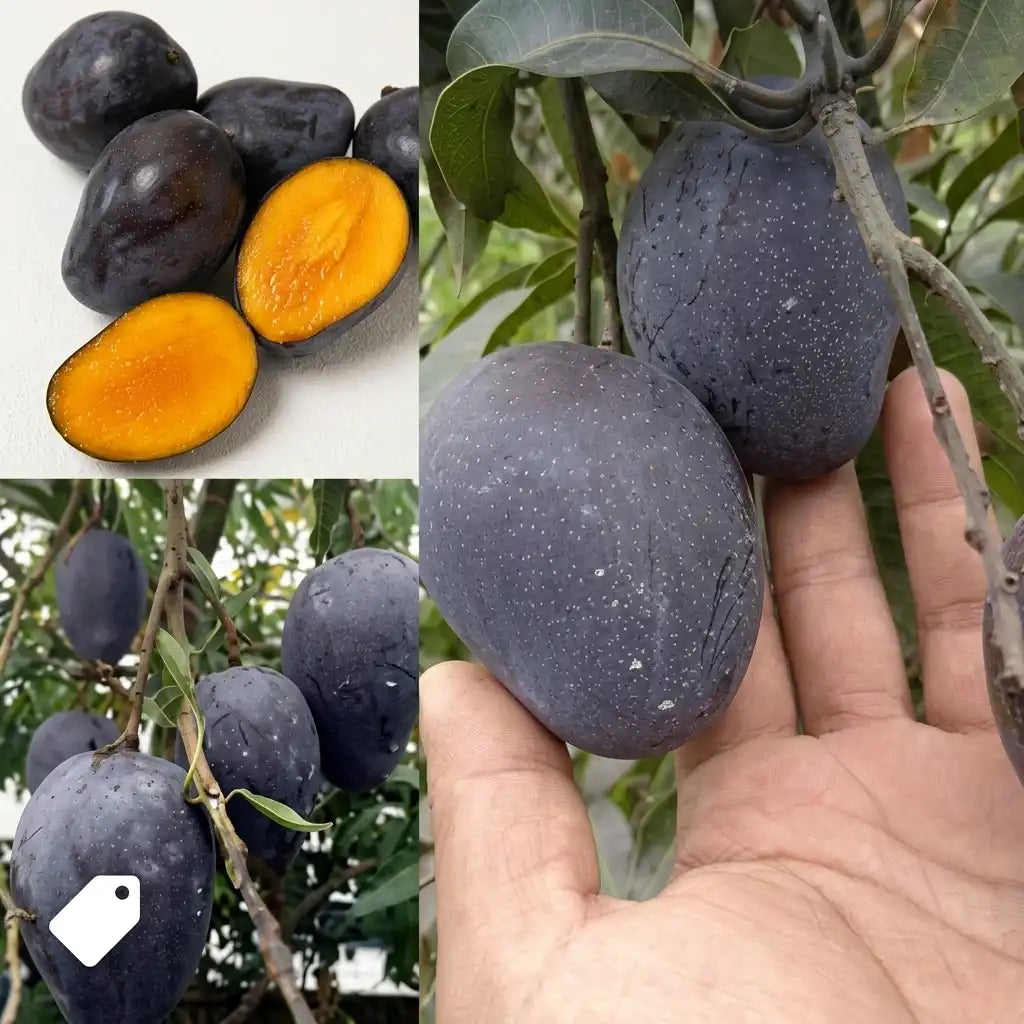 Purple Kasthuri Mango grafted live fruit plant in nursery pot with healthy green foliage | Premium exotic mango plant | Keraleaf