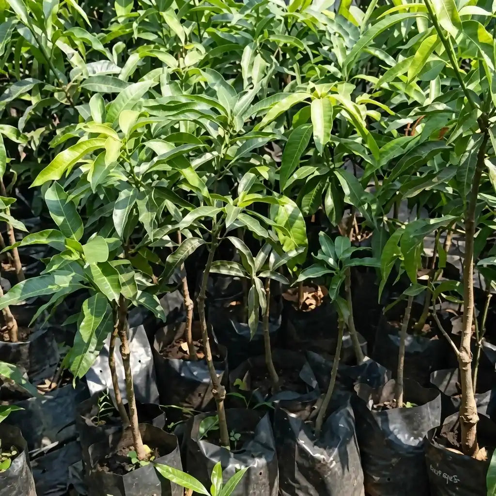 Giant Bonsai Thailand Kullan Mango grafted live fruit plant in nursery pot with healthy green foliage | Premium dwarf mango plant | Keraleaf
