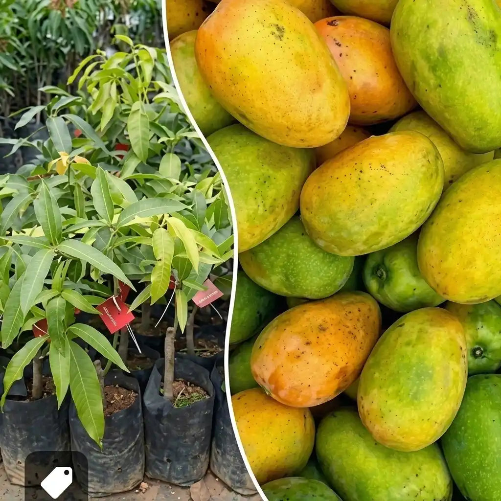 Vella Moovandan Mango budded live fruit plant in nursery pot with healthy green foliage | Premium mango plant | Keraleaf