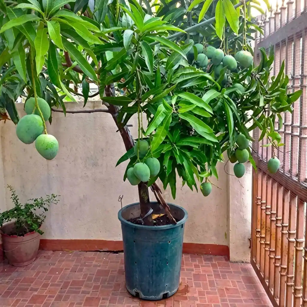 Vella Moovandan Mango budded live fruit plant in nursery pot with healthy green foliage | Premium mango plant | Keraleaf