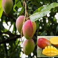 Amrutham Mango grafted live fruit plant in nursery pot with healthy green foliage | Premium diabetic-friendly mango plant | Keraleaf