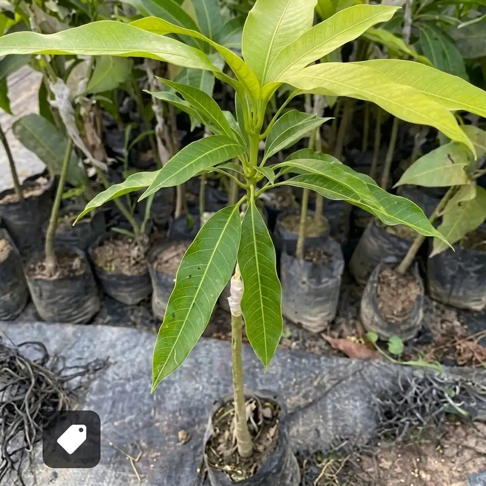Sindhooram Mango grafted live fruit plant in nursery pot with healthy green foliage | Premium mango plant | Keraleaf