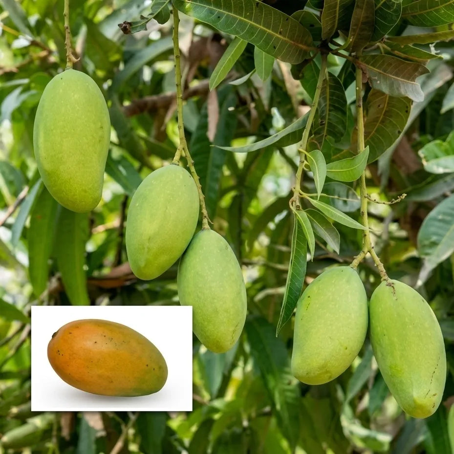 Priyoor Mango strong grafted live fruit plant in nursery pot with healthy green foliage | Premium mango plant | Keraleaf