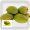 Priyoor Mango strong grafted live fruit plant in nursery pot with healthy green foliage | Premium mango plant | Keraleaf