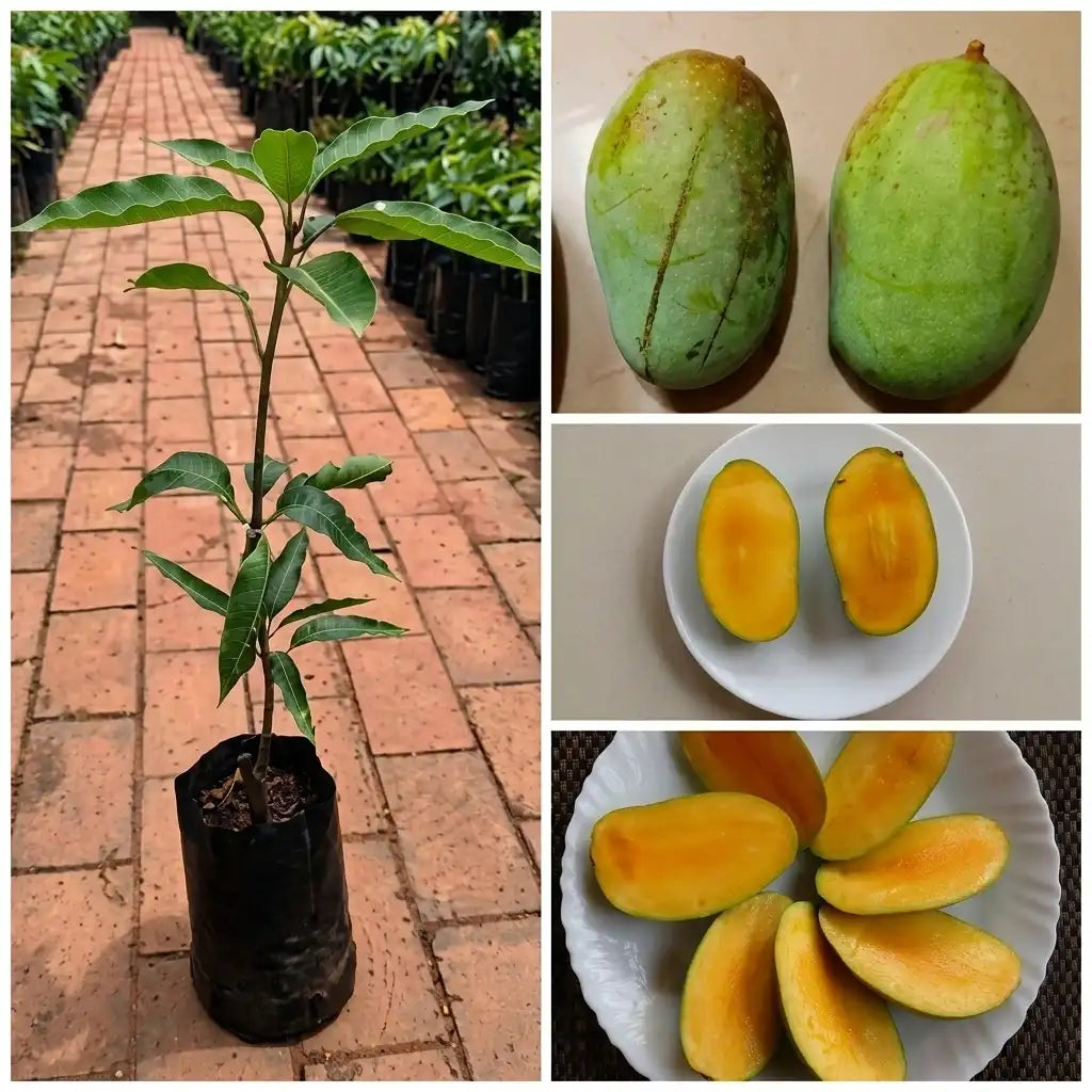 Priyoor Mango strong grafted live fruit plant in nursery pot with healthy green foliage | Premium mango plant | Keraleaf
