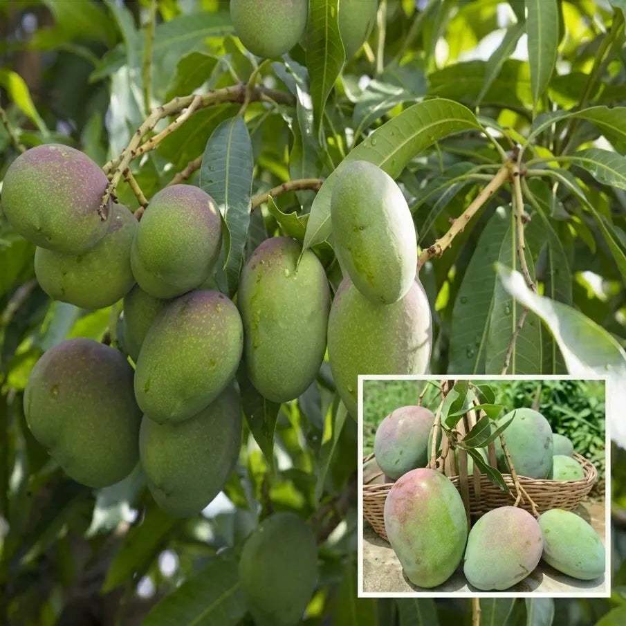Neelam Mango grafted live fruit plant in nursery pot with healthy green foliage | Premium mango plant | Keraleaf
