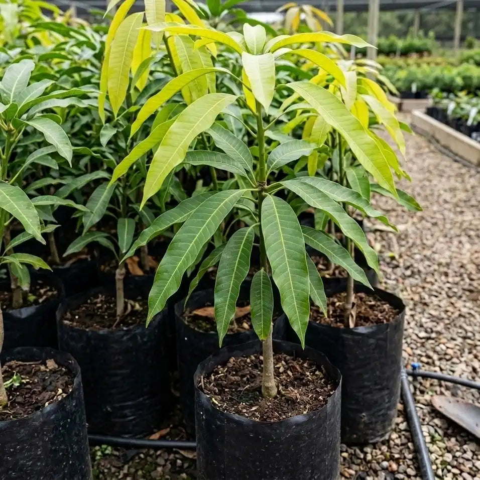 Neelam Mango grafted live fruit plant in nursery pot with healthy green foliage | Premium mango plant | Keraleaf