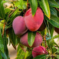Miyazaki Mango grafted live fruit plant in nursery pot with healthy green foliage | Premium Japanese mango plant | Keraleaf
