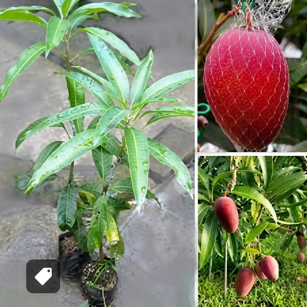 Miyazaki Mango grafted live fruit plant in nursery pot with healthy green foliage | Premium Japanese mango plant | Keraleaf