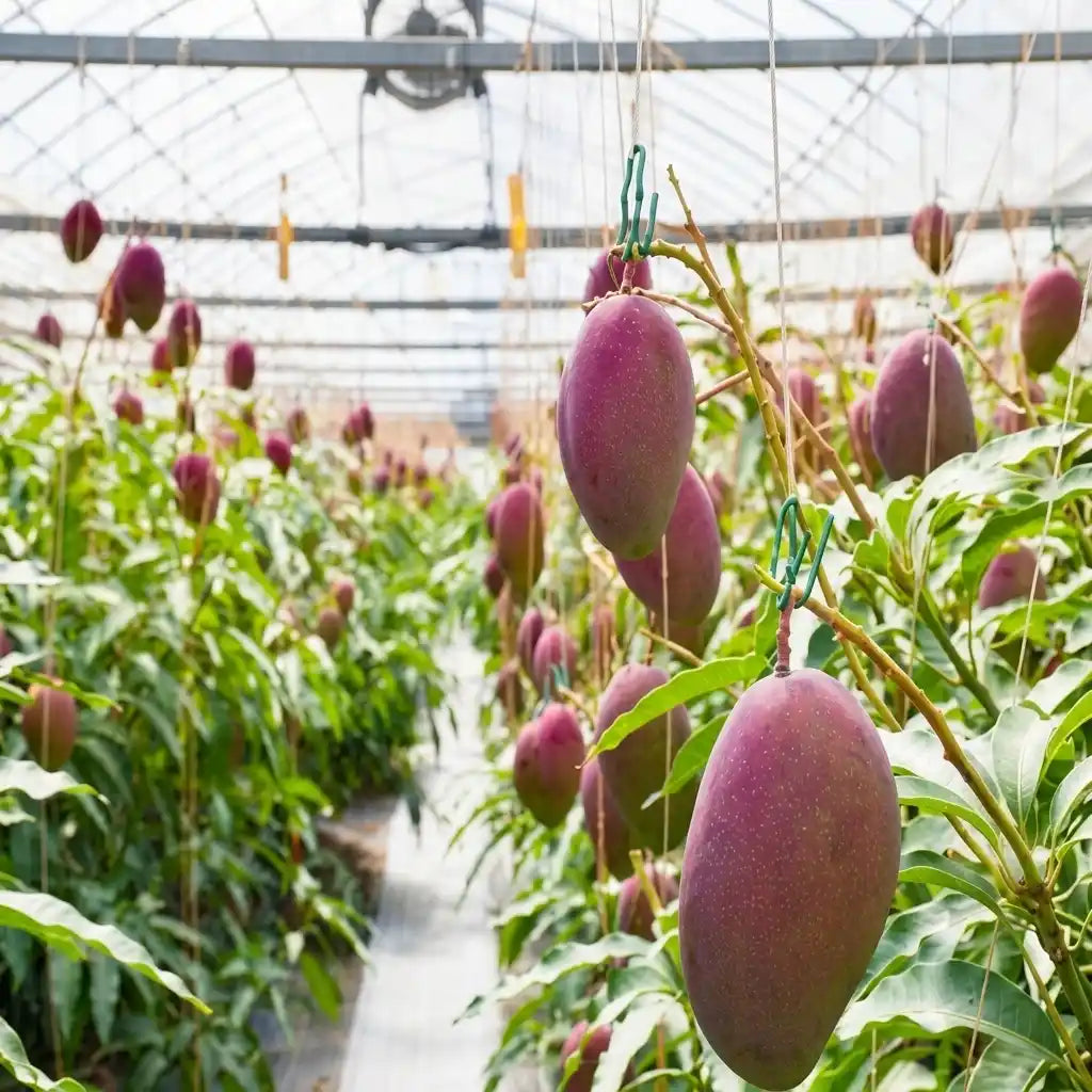 Miyazaki Mango grafted live fruit plant in nursery pot with healthy green foliage | Premium Japanese mango plant | Keraleaf
