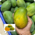 Mallika Mango grafted live fruit plant in nursery pot with healthy green foliage | Premium mango plant | Keraleaf