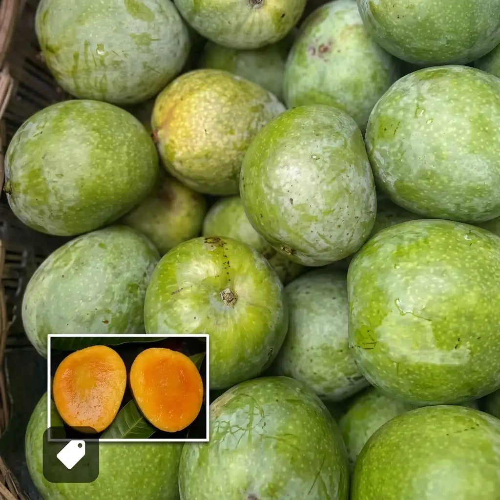 Malgova Mango grafted live fruit plant in nursery pot with healthy green foliage | Premium mango plant | Keraleaf