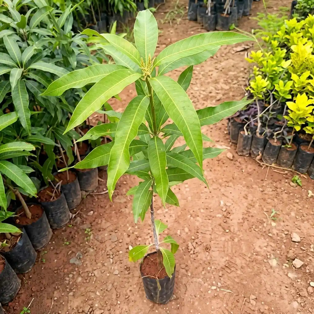Malgova Mango grafted live fruit plant in nursery pot with healthy green foliage | Premium mango plant | Keraleaf