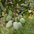 Malgova Mango grafted live fruit plant in nursery pot with healthy green foliage | Premium mango plant | Keraleaf