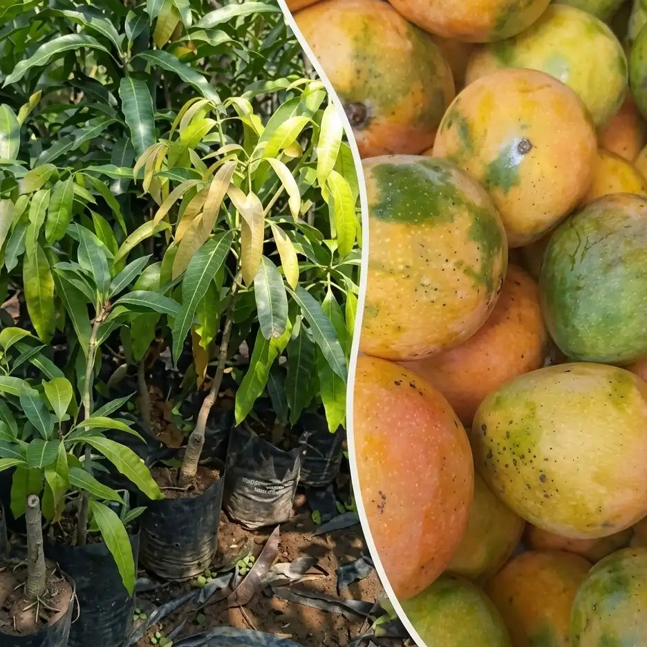 Kottukonam Mango budded live fruit plant in nursery pot with healthy green foliage | Premium mango plant | Keraleaf