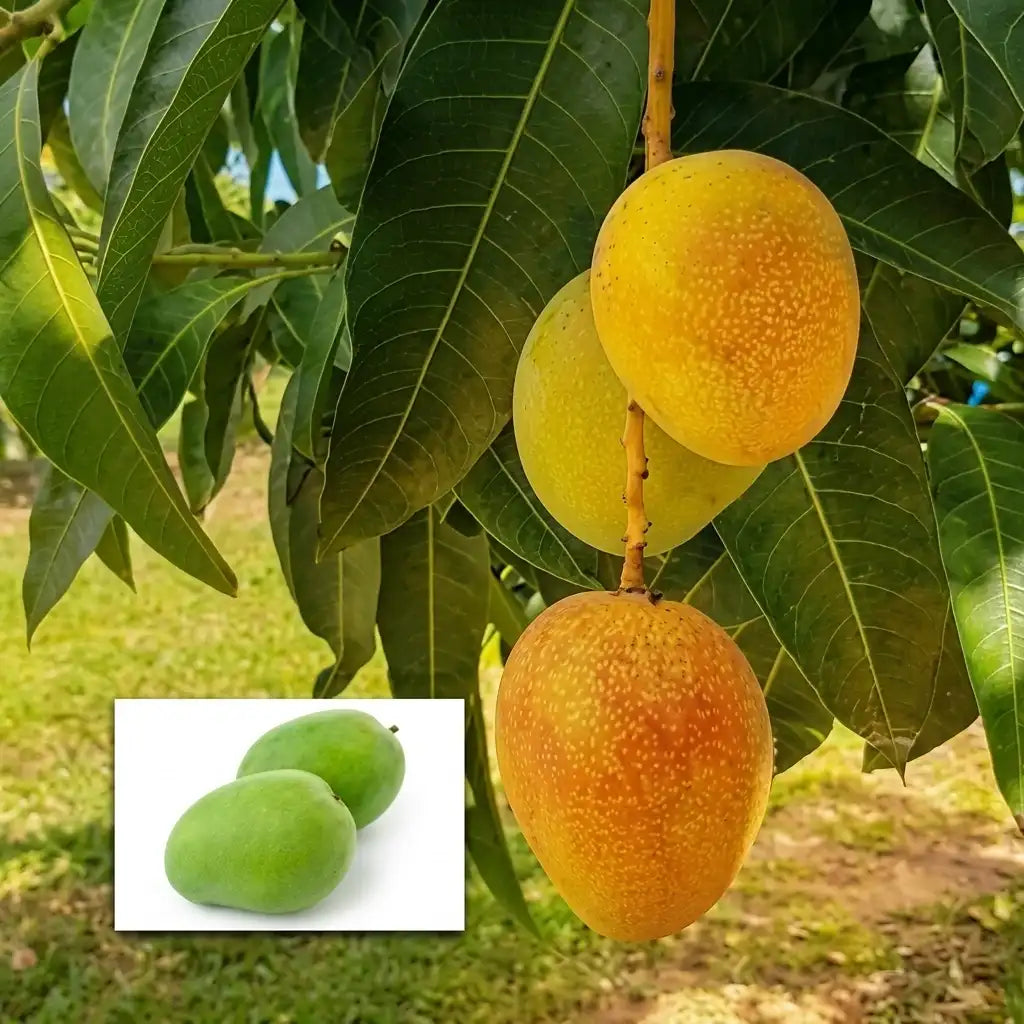 Kottukonam Mango budded live fruit plant in nursery pot with healthy green foliage | Premium mango plant | Keraleaf
