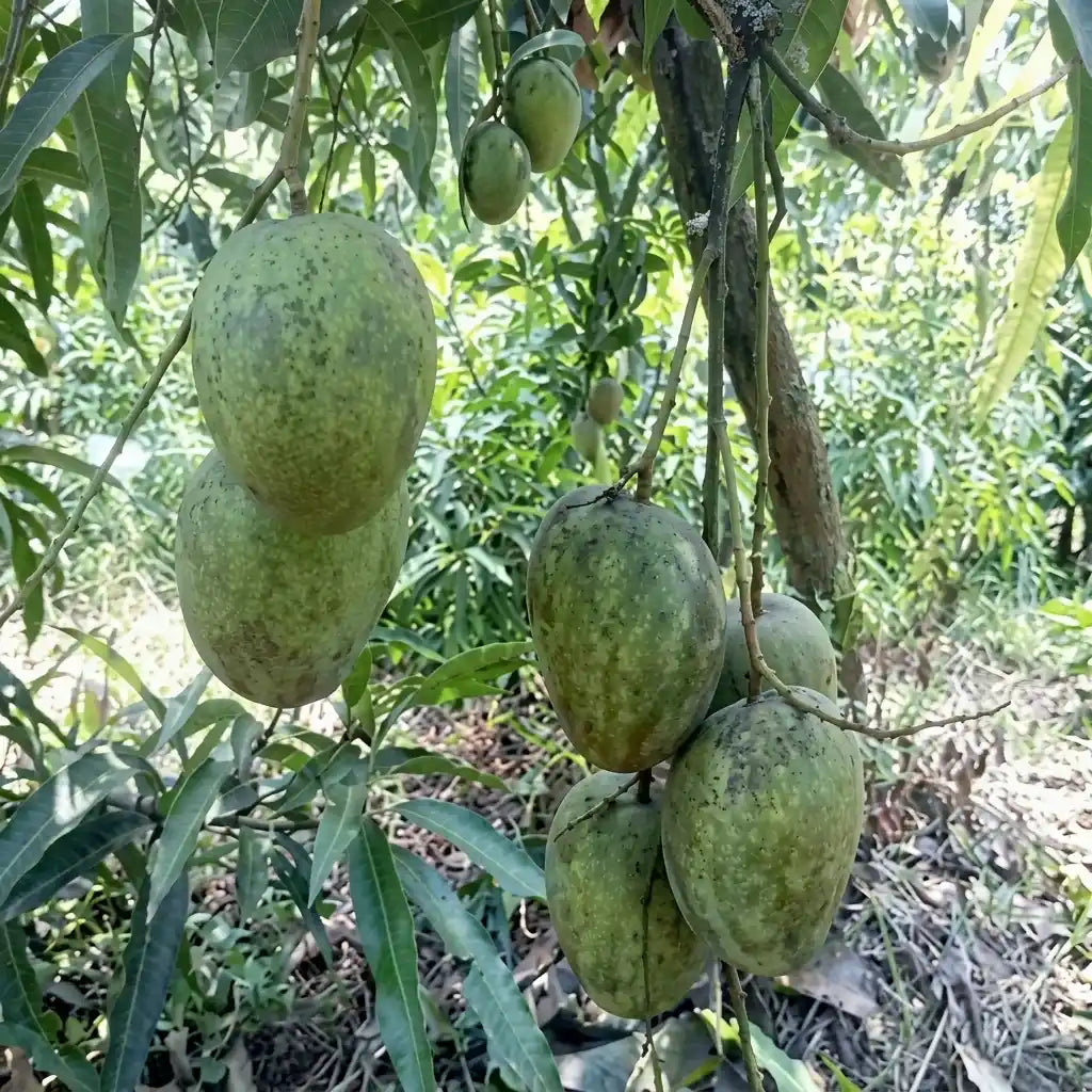 Kosseri Mango grafted live fruit plant in nursery pot with healthy green foliage | Premium mango plant | Keraleaf
