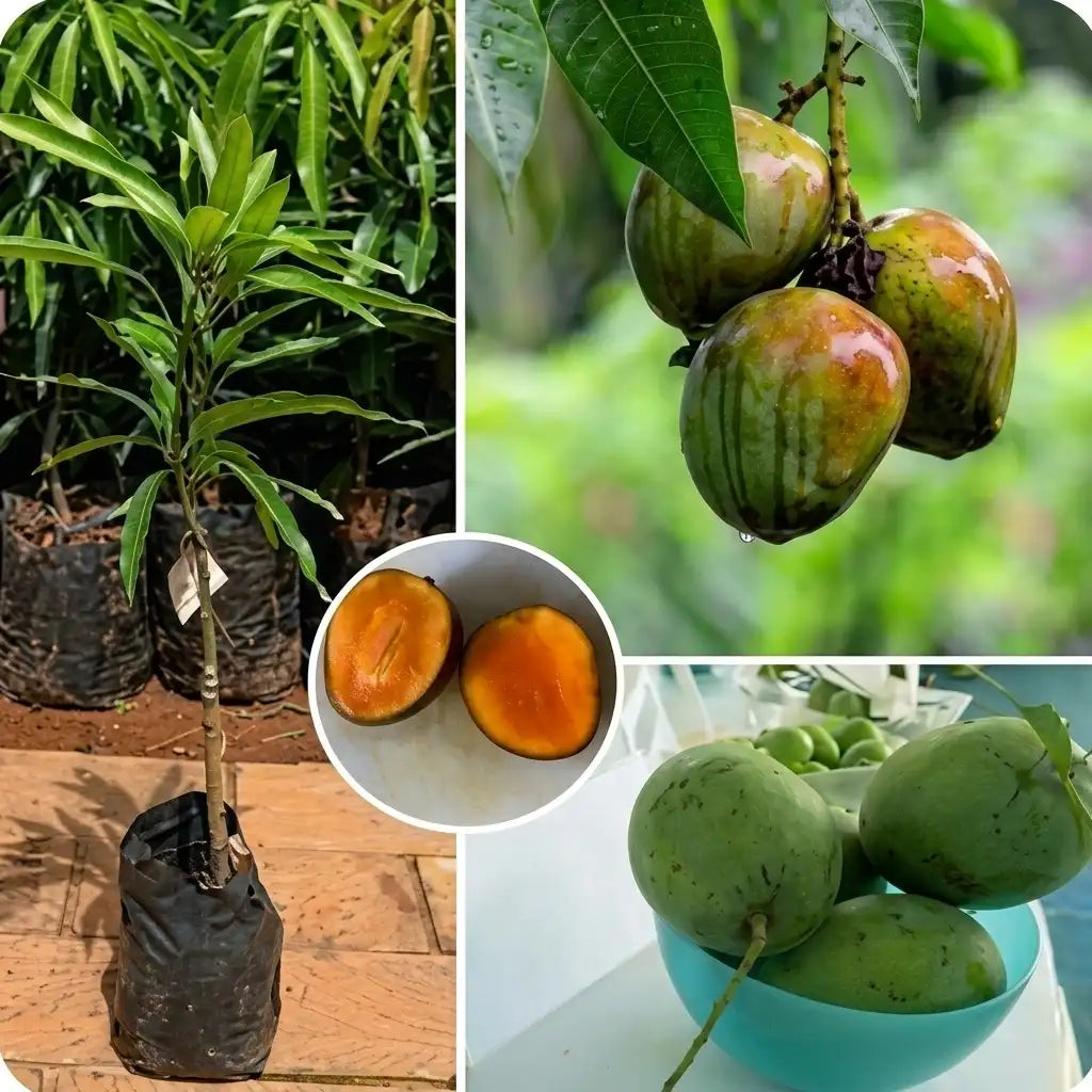 Kosseri Mango grafted live fruit plant in nursery pot with healthy green foliage | Premium mango plant | Keraleaf