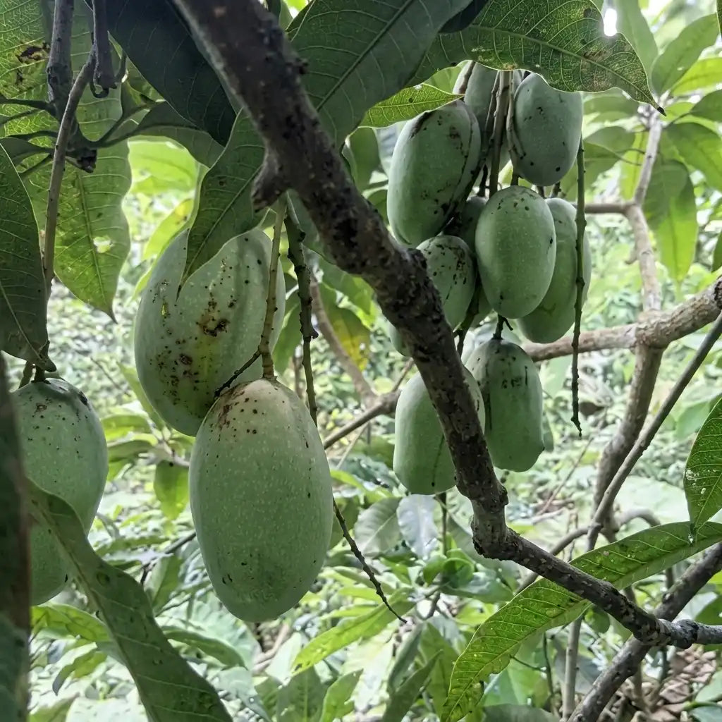 Kolomb Mango grafted live fruit plant in nursery pot with healthy green foliage | Premium mango plant | Keraleaf